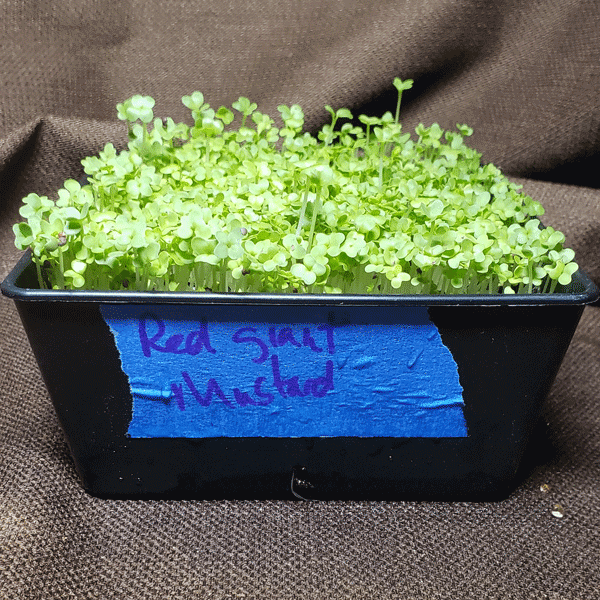 Red Giant Mustard — 1 day in light