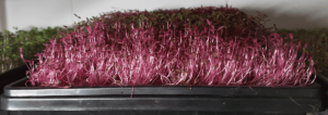 Read more about the article Pink Microgreens?