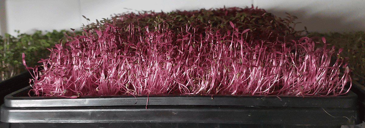 Read more about the article Pink Microgreens?