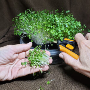 Cut Micros in Hand