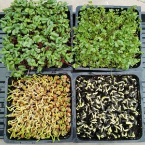 Grow Microgreens Workshop